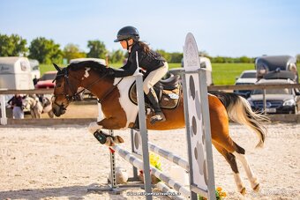 sportovní pony A - drezura + parkur