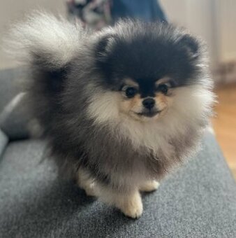 Štěňata Pomeraniana