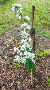 Zvonek broskvolistý- Campanula persicifolia 1000 semen 50 Kč