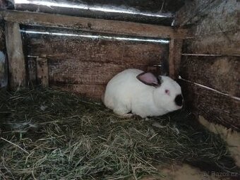 Králík vesnicky mix