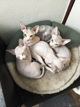 Sphynx koťátka