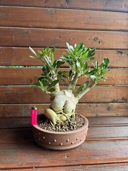 Adenium Obesum pokojová Bonsai