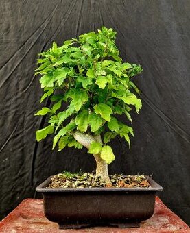 Bonsai, Bonsaj - Ibisek Syrsky 4