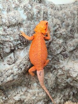 Agama vousatá VÝMĚNA