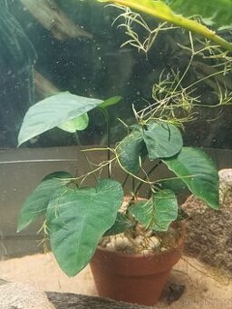 Prodám akvarijní rostliny