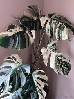 Monstera Albo