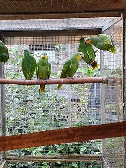 Amazoňan oranžovokřídlý  prodám