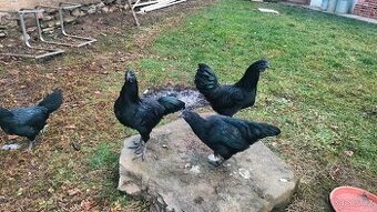 Ayam cemani