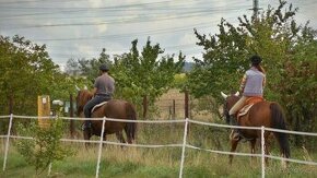 Rodinná stáj hledám investora