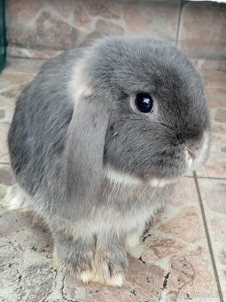 Samička Zakrslý Beránek MiniLop ❤️❤️