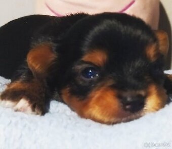 Jorkšírský terier  bez PP v barvě Black And Tan