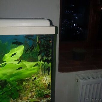 Prodám akvarijní ryby