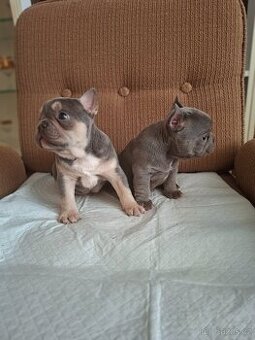 Francozský buldoček lilac