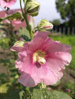 semena TOPOLOVKY - 3 barvy