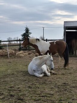 Daruji koňský hnůj