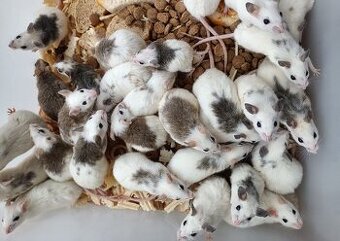 Mastomyši /Krysa malá/