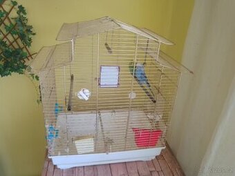 Prodám dvě andulky plus klec