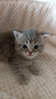 Britská whiskas kočička s PP