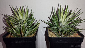 Haworthia Fasciata f. White Variegated ( sukulent ) - 1