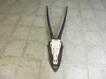 Přímorožec Oryx - 1