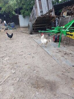 Prodám kohouta a domácí vajíčka 5,-Kč/ks