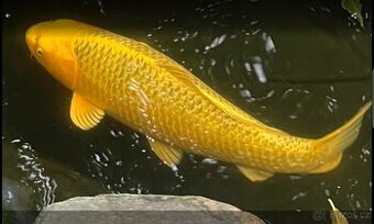 Koi - 1