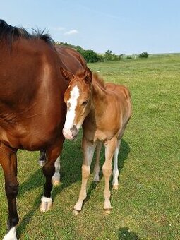 Klisnička Quarter horse - 1