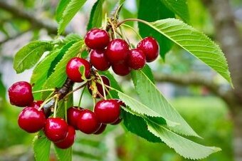 Třešně ze zahrady na klidném okraji Plzně, 80 Kč/kg