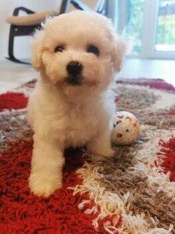 Bišonek bichon frise
