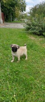 mops
