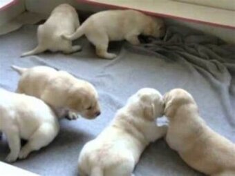 Labrador
