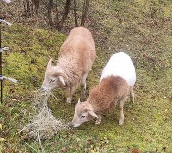 Prodám kamerunské beránky