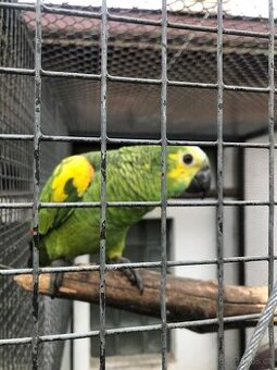 Amazoňan modročelý