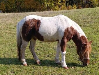 Welsh part-bred klisna