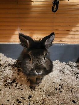 Zakrslý králíček samec