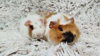 Morče, Morčata, Morčátko, Morčátka - DARWIN A MERLIN