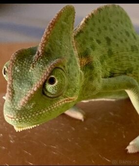 Chameleon jemenský mládě, 3 měsíce a Terárium nové 80x40x40.