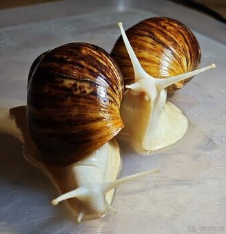 africký šnek - archachatina marginata ovum albino body