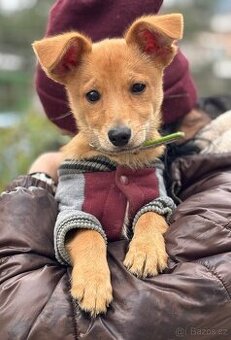 IGOREK - štěně, psíček 3 měsíce