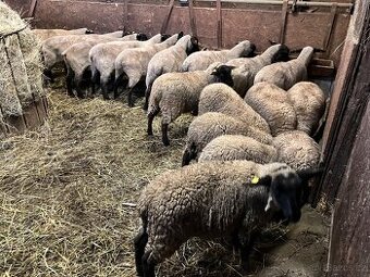 Suffolk - čistokrevní 100% registrovaný chov, beran z aukce.