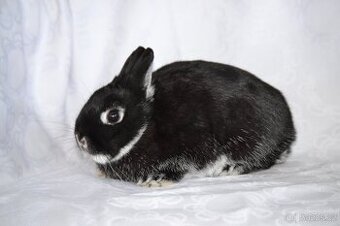 Zakrslý králík - mladá samička