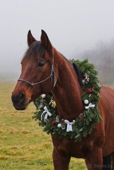 provazová ohlávka STANDARD "NEW" - ŠEDÁ. Vel.2