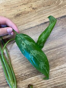 Aglaonema  - řízek s kořeny