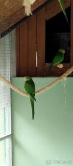 Papoušek nádherný