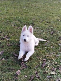 Štěňata bílého švýcarského ovčáka