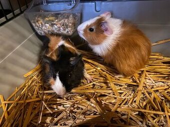 Morčata Rozety 2 měsíce