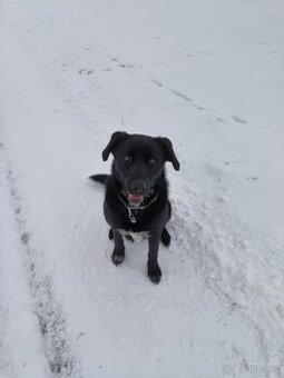 Daruji 2 roky starého pejska