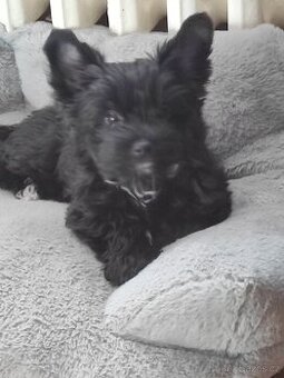 Jorkšírský terier