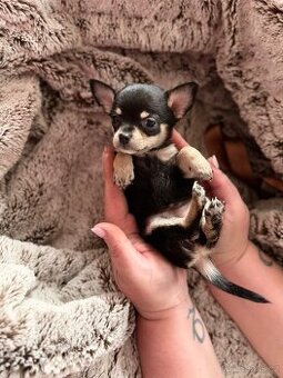 Štěňátko čivava fenečka