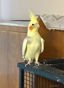 Papoušek Korela